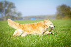 retrieving Golden Retriever