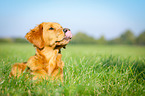 Golden Retriever Portrait