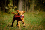 retrieving Golden Retriever