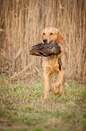 retrieving Golden Retriever