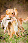 retrieving Golden Retriever