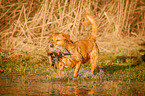 retrieving Golden Retriever