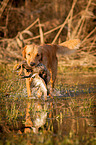 retrieving Golden Retriever