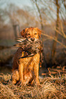 sitting Golden Retriever