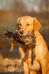 Golden Retriever Portrait