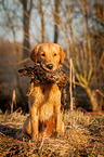 sitting Golden Retriever