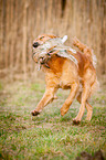 retrieving Golden Retriever