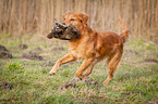 retrieving Golden Retriever