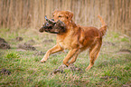 retrieving Golden Retriever