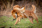 retrieving Golden Retriever