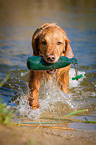 retrieving Golden Retriever