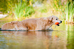 retrieving Golden Retriever