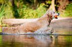 retrieving Golden Retriever