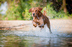 running Golden Retriever