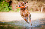 retrieving Golden Retriever