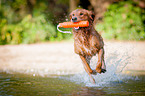 retrieving Golden Retriever