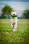 retrieving Golden Retriever