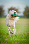 retrieving Golden Retriever