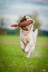 retrieving Golden Retriever