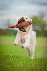 retrieving Golden Retriever