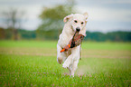 retrieving Golden Retriever