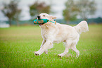 retrieving Golden Retriever