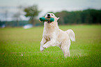 retrieving Golden Retriever