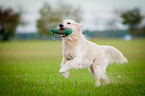 retrieving Golden Retriever