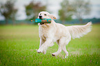 retrieving Golden Retriever