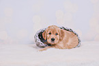Golden Retriever Puppy
