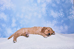 Golden Retriever Puppy