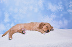 Golden Retriever Puppy