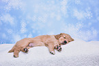 Golden Retriever Puppy