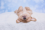 Golden Retriever Puppy