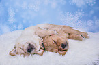Golden Retriever Puppies