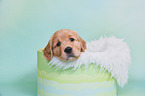 Golden Retriever Puppy