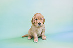 Golden Retriever Puppy