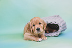 Golden Retriever Puppy