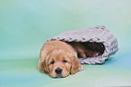 Golden Retriever Puppy