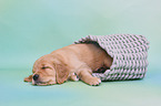 Golden Retriever Puppy