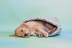 Golden Retriever Puppy