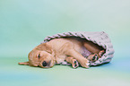 Golden Retriever Puppy