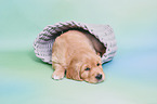 Golden Retriever Puppy
