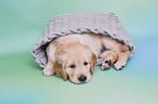 Golden Retriever Puppy