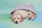 Golden Retriever Puppy