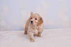 Golden Retriever Puppy