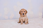 Golden Retriever Puppy