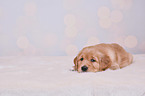 Golden Retriever Puppy
