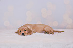 Golden Retriever Puppy