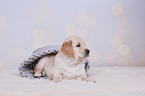 Golden Retriever Puppy